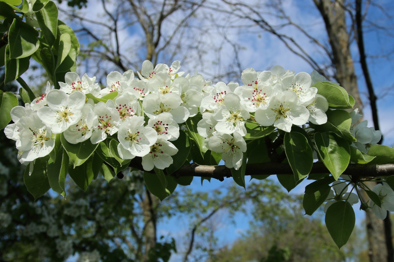 Image of Pyrus communis specimen.