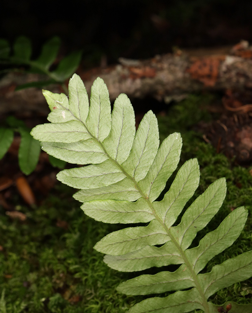 Image of genus Polypodium specimen.