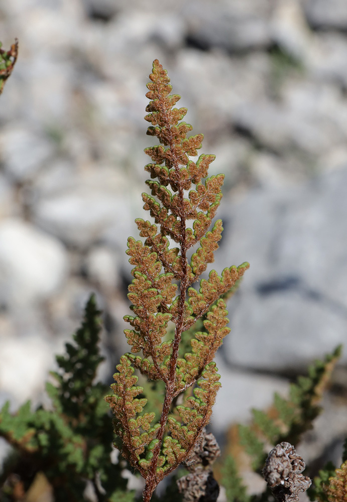 Изображение особи Oeosporangium persicum.