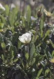 Dryas caucasica