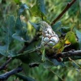 Quercus robur. Галл орехотворки шишковидной (Andricus fecundator). Чувашия, окрестности г. Шумерля, Кумашкинский заказник, Соколова поляна. 11 августа 2005 г.