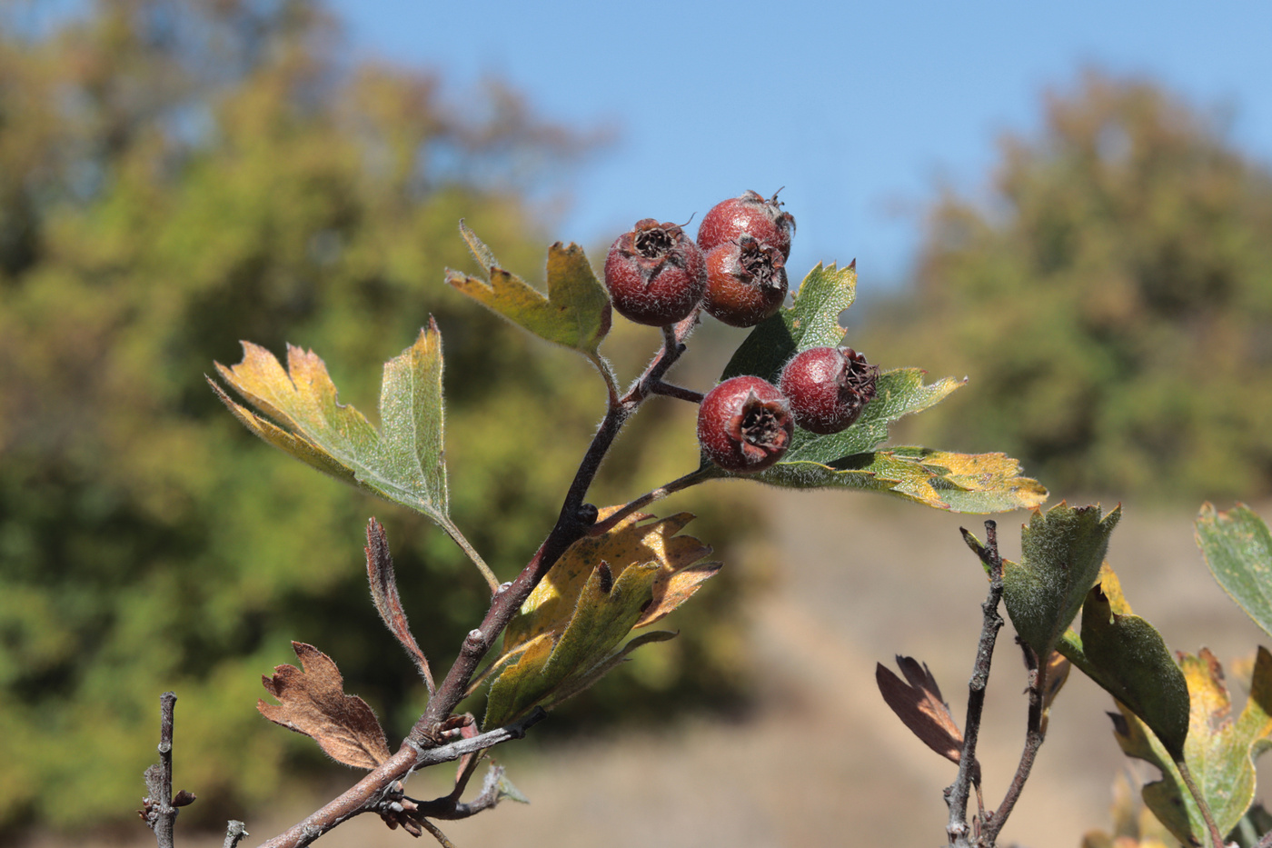 Изображение особи Crataegus &times; tournefortii.