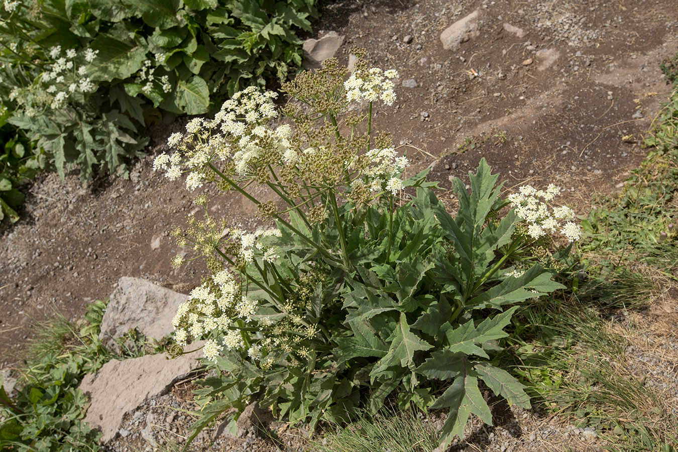 Изображение особи Heracleum asperum.