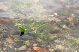 Tripolium pannonicum subspecies tripolium. Цветущее растение во время прилива. Мурманская обл., окр. г. Кандалакша, берег Белого моря, песчано-галечная литораль. 14.07.2023.