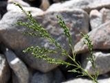 genus Artemisia