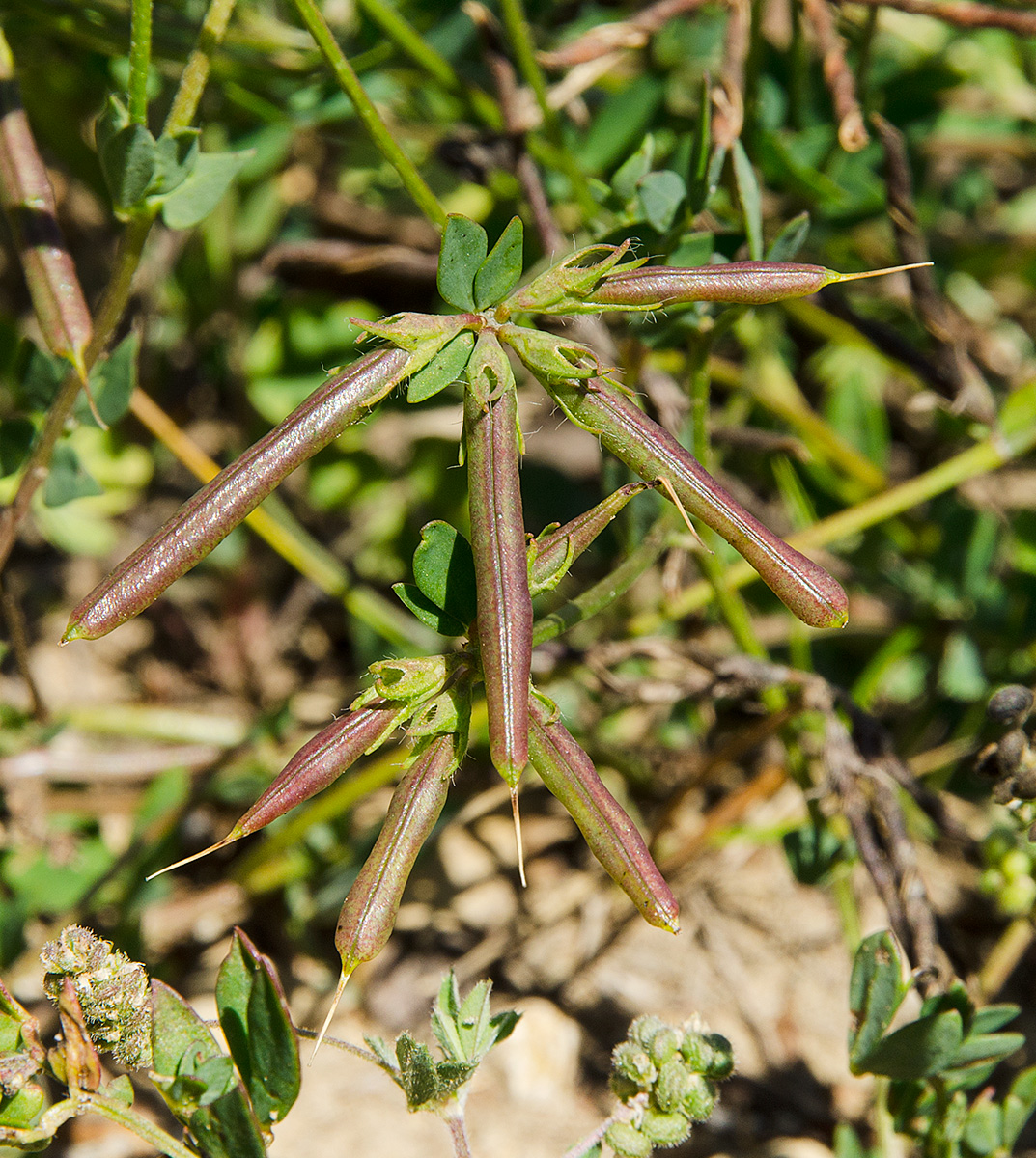 Image of genus Lotus specimen.