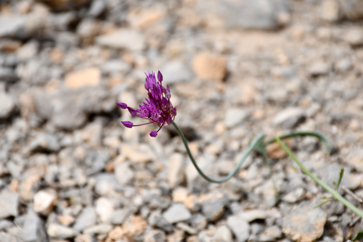 Изображение особи Allium stephanophorum.