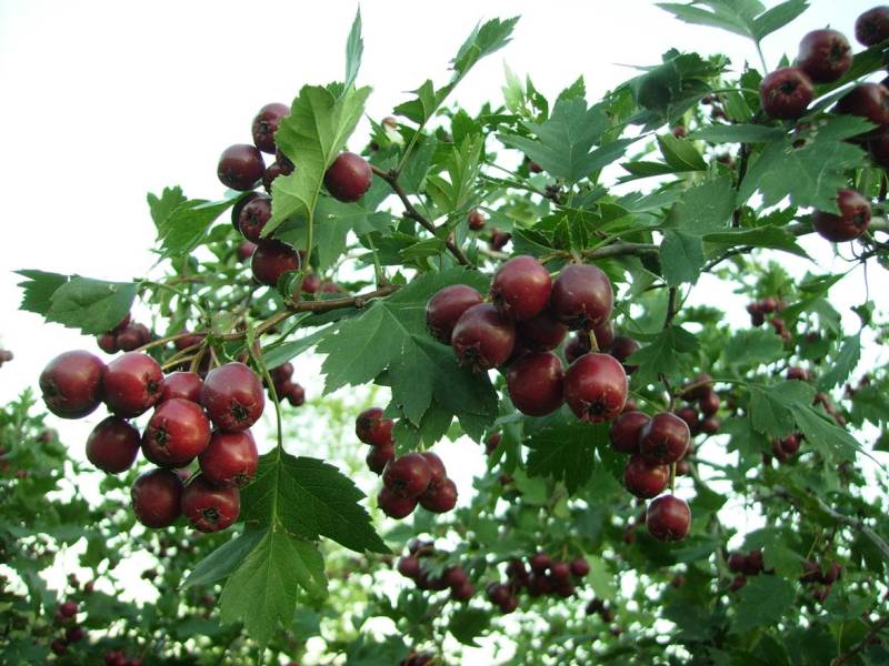 Изображение особи Crataegus volgensis.