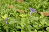 Ruellia tuberosa. Верхушка побега с расцветающим и бутонизирующими соцветиями. Таиланд, Бангкок, парк Люмпини, незасеянное пространство под деревьями. 31.08.2023.