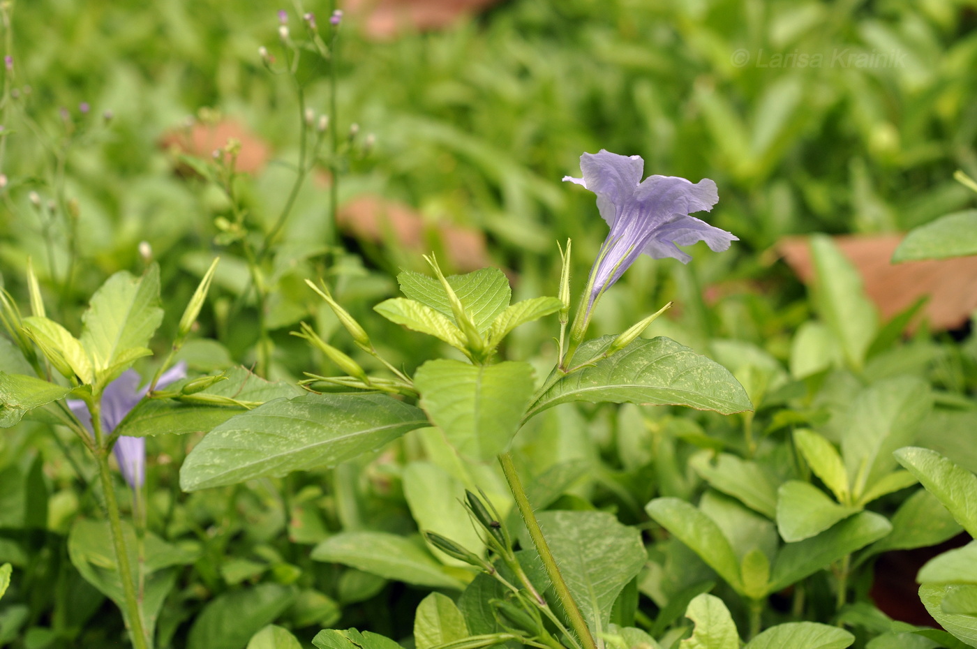 Image of Ruellia tuberosa specimen.