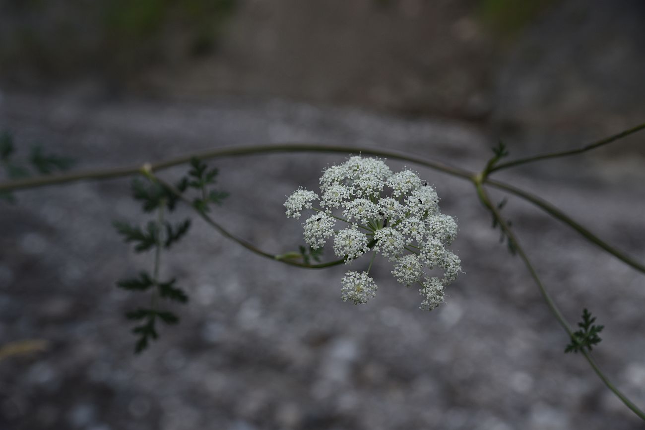 Image of Seseli libanotis specimen.