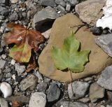 Acer campestre. Листья (слева - увядающий). Чечня, Шаройский р-н, бассейн р. Цесиахк, окр. дома Мухтара, нижняя часть долины левого притока. 11 августа 2023 г.