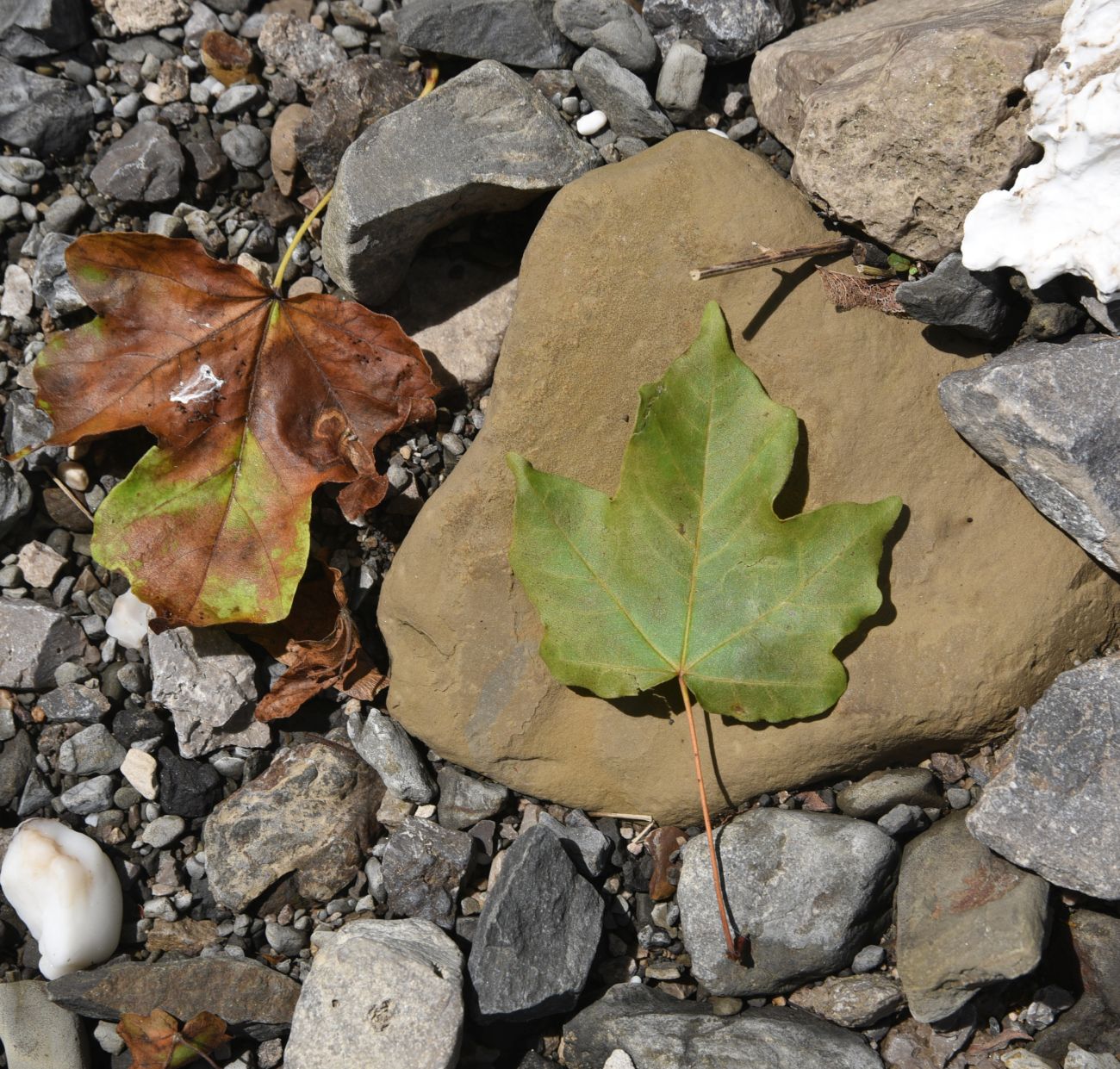 Image of Acer campestre specimen.