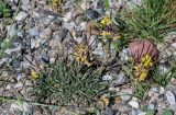Erysimum humillimum. Отцветающее и плодоносящее растение. Киргизия, Ошская обл., Памир, Заалайский хр., долина р. Ачик-Таш, ≈ 3600 м н.у.м., каменистый склон. 07.07.2022.
