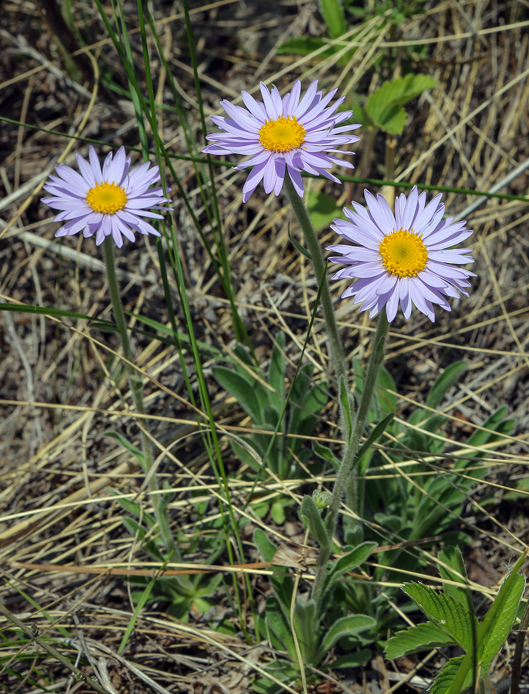 Image of Aster alpinus specimen.