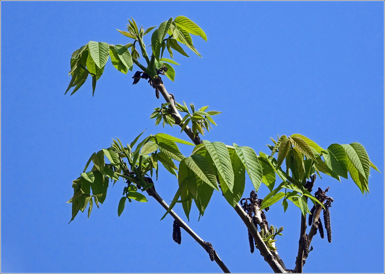 Изображение особи Juglans mandshurica.