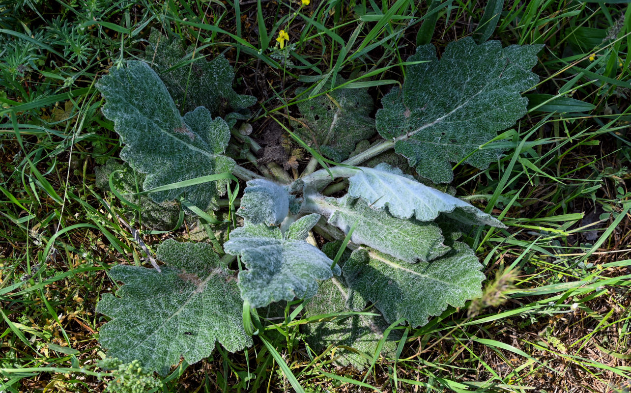 Image of Salvia aethiopis specimen.