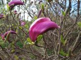 Magnolia × susannae