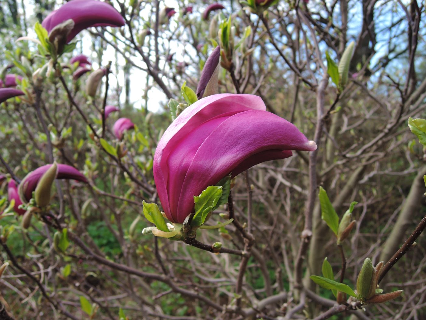 Image of Magnolia × susannae specimen.