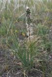 Asphodeline taurica