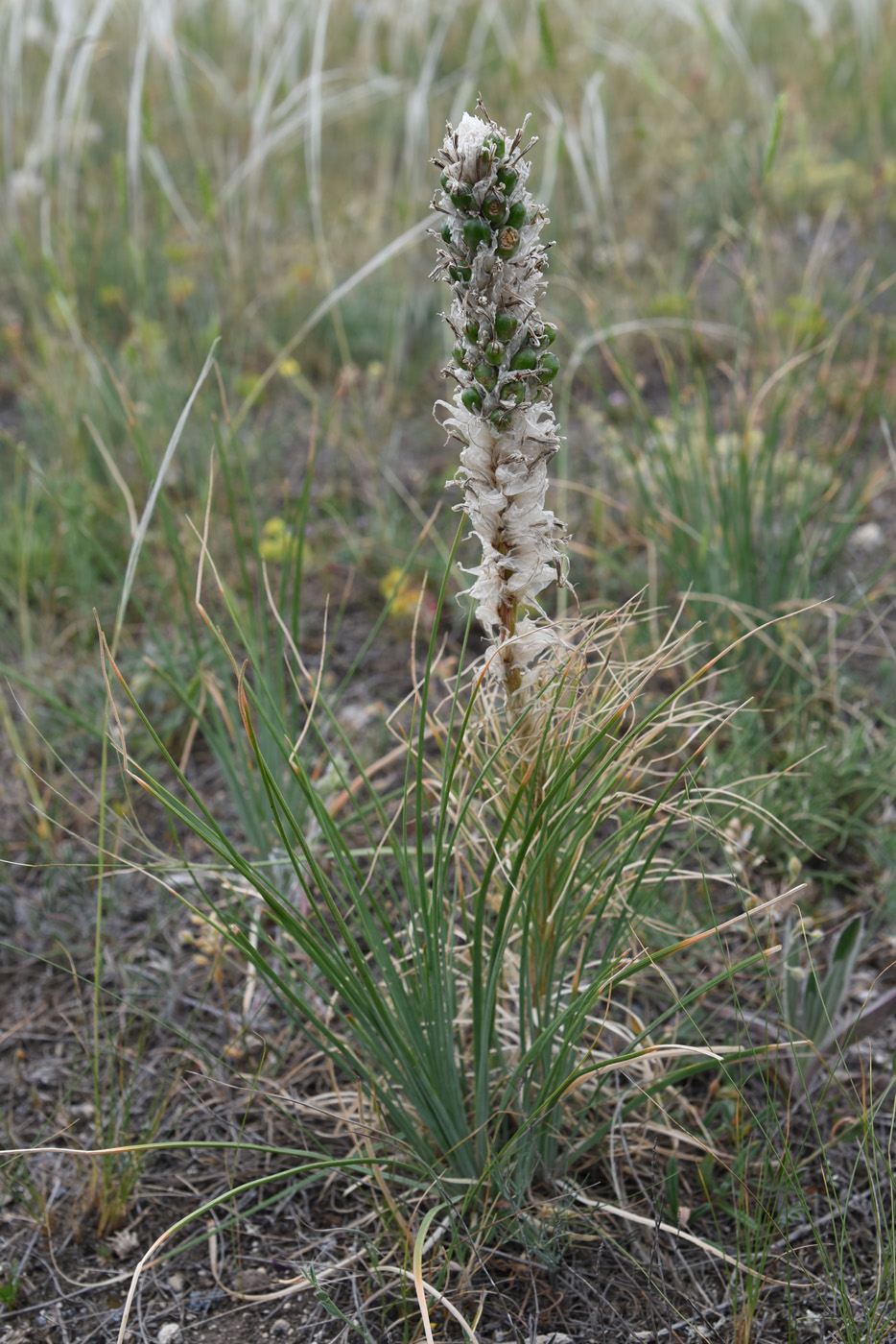 Изображение особи Asphodeline taurica.