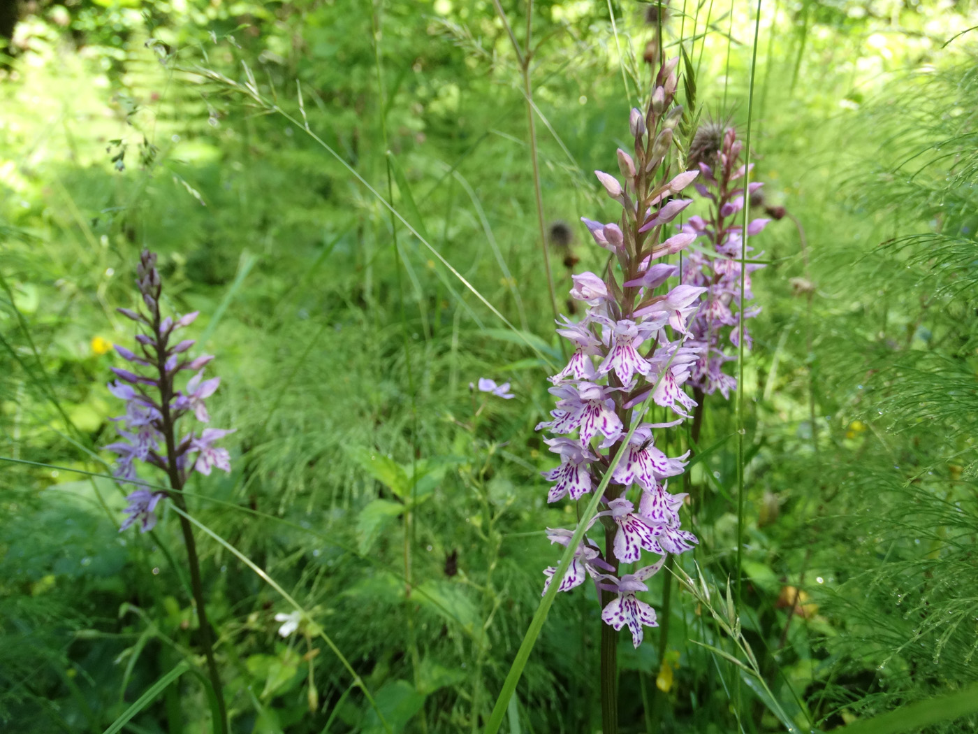 Изображение особи Dactylorhiza fuchsii.