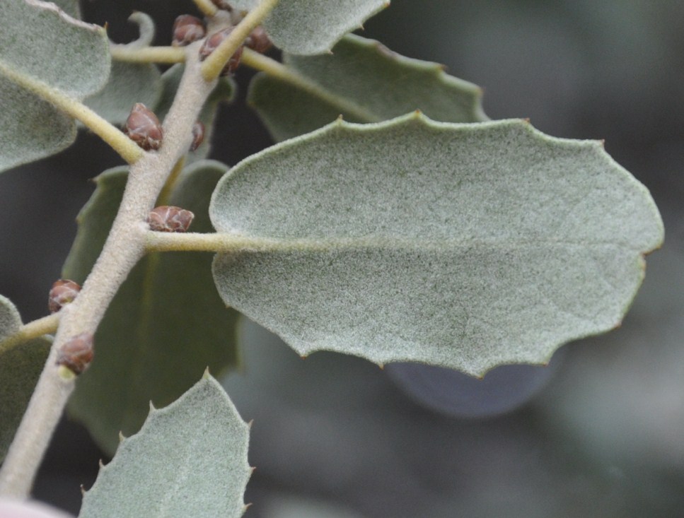 Изображение особи Quercus ilex.