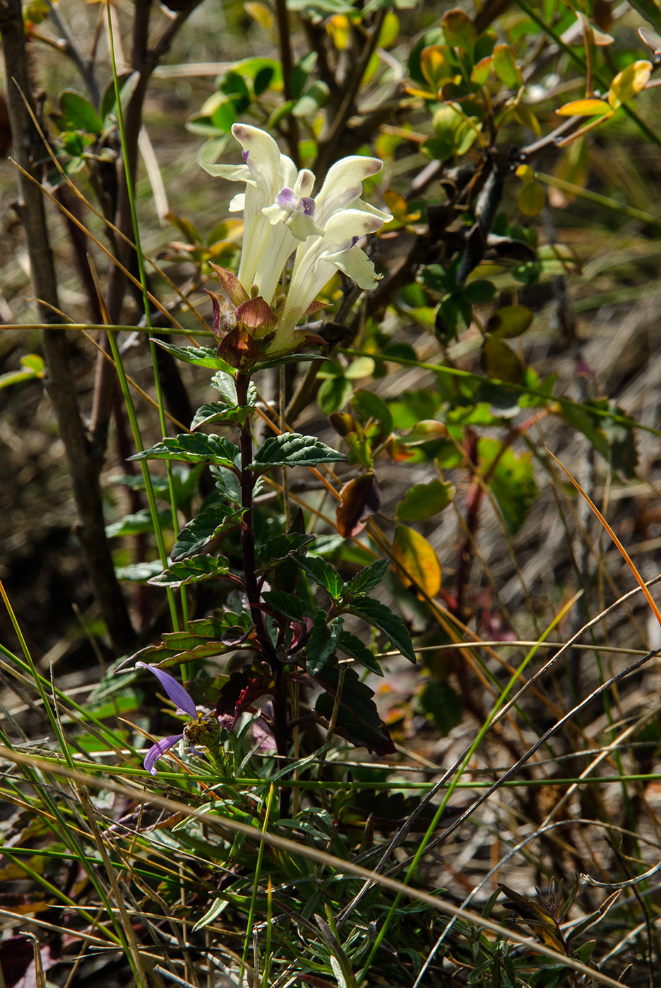 Image of Scutellaria supina specimen.