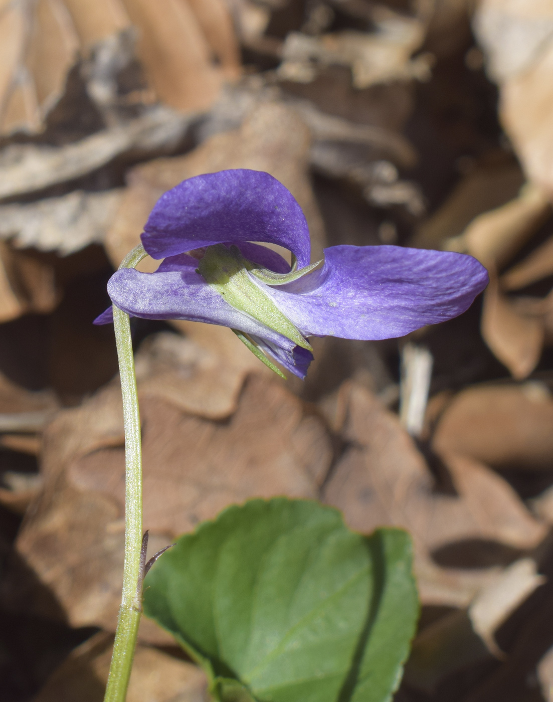 Изображение особи род Viola.