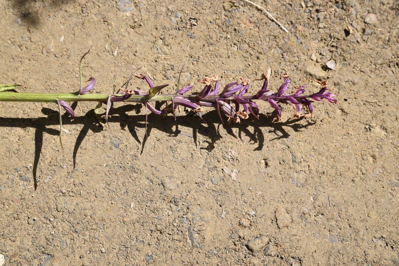 Изображение особи род Dactylorhiza.