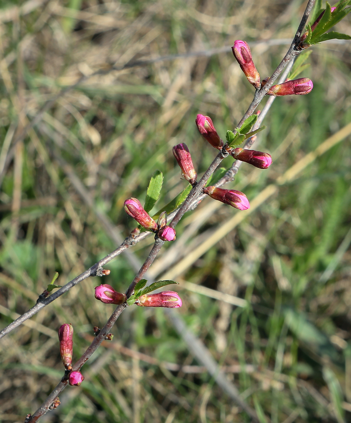 Изображение особи Amygdalus nana.