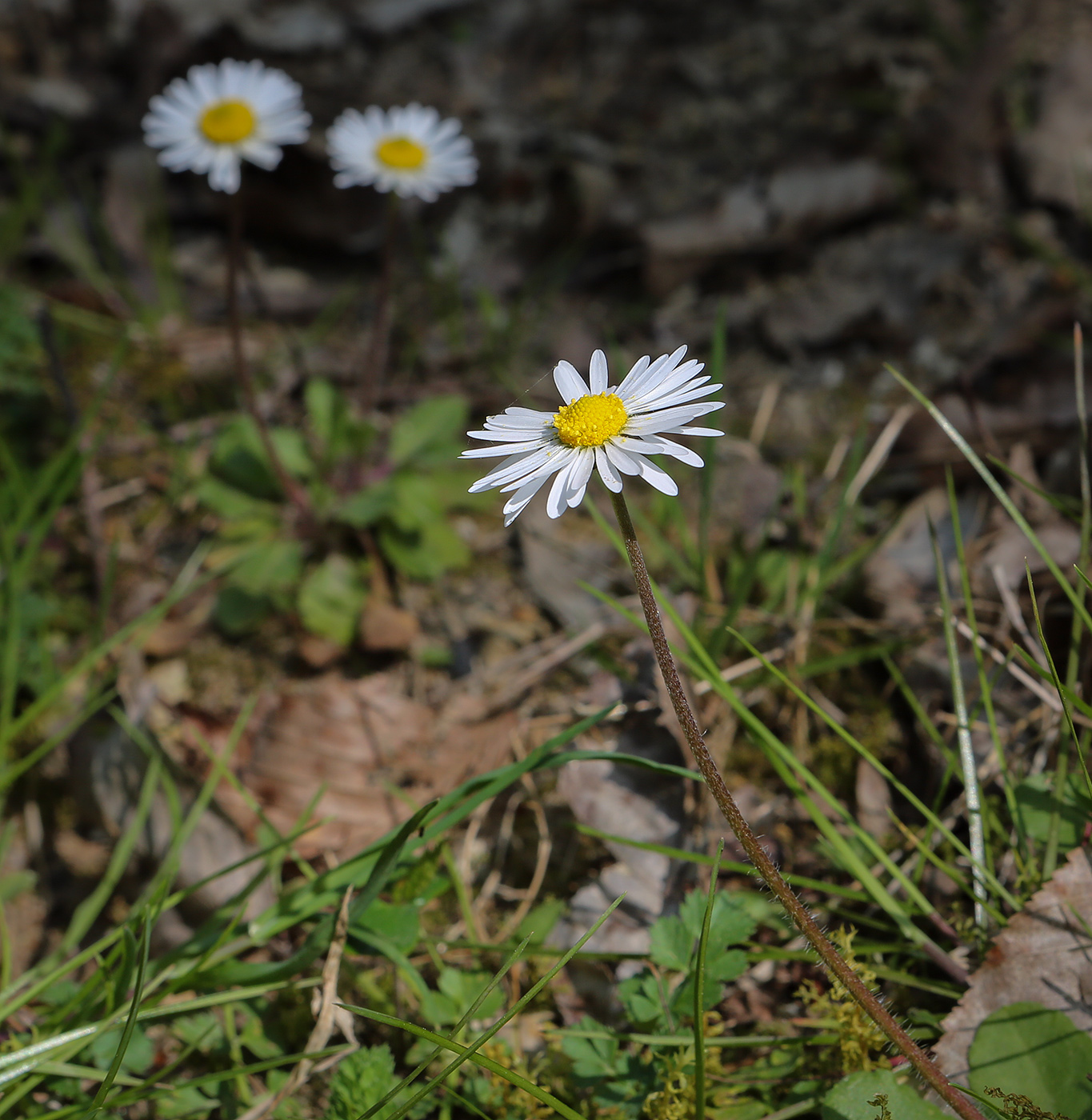Image of Bellis perennis specimen.