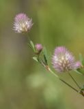 Trifolium arvense. Верхушка побега с распустившимся и распускающимся соцветиями и насекомым. Испания, автономное сообщество Каталония, провинция Жирона, комарка Баш Эмпорда, муниципалитет Калонже, пустырь на отвалах грунта от расширения дороги. 25.05.2024.