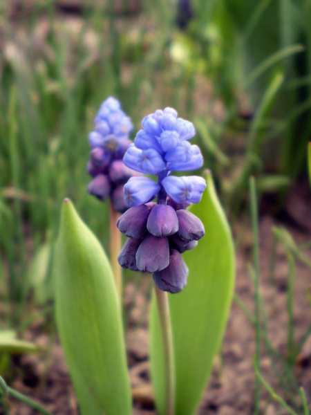 Image of Muscari latifolium specimen.