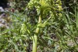 familia Apiaceae. Верхушка побега с распускающимися соцветиями. Испания, Каталония, пров. Жирона, комарка Рипольес, муниципалитет Сеткасес, окр. курорта \"Вальтер 2000\", ≈1950 м н.у.м., крутой борт горного ручья. 23.06.2024.