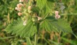 Nepeta cataria