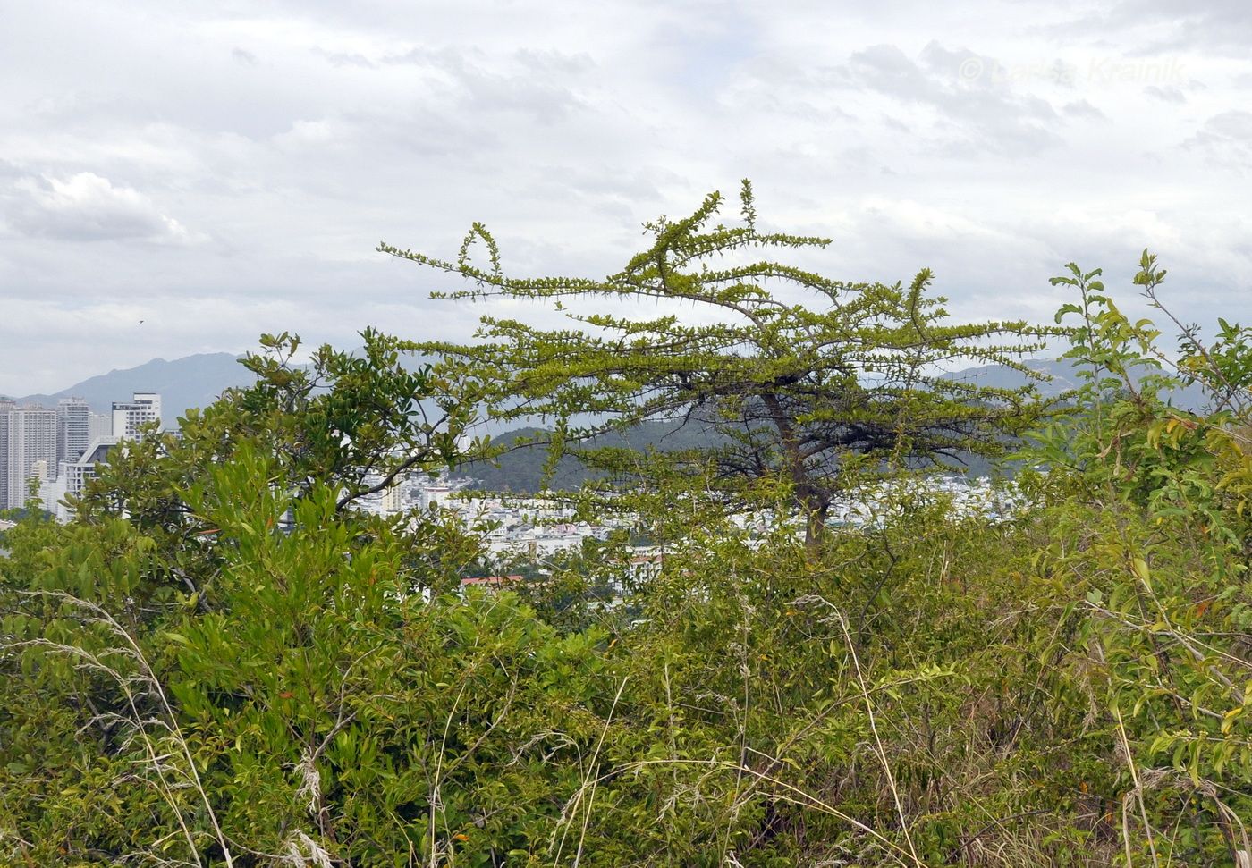 Image of Catunaregam tomentosa specimen.