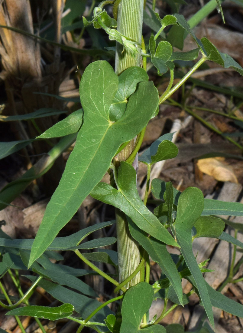 Image of Cynanchum sibiricum specimen.