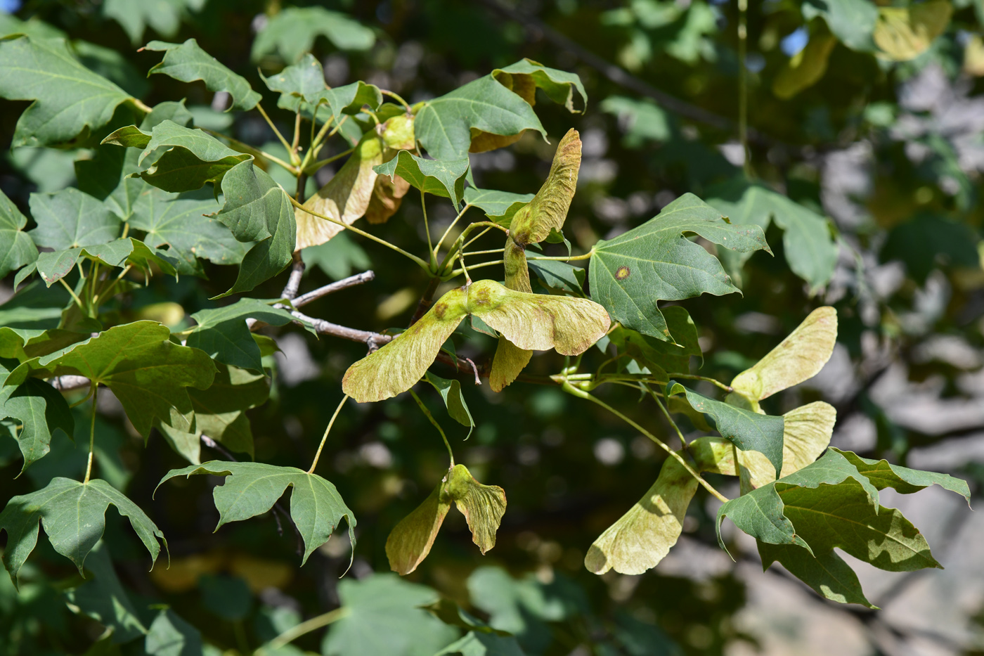 Image of Acer turkestanicum specimen.