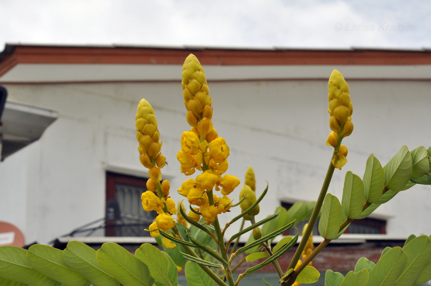 Image of Senna alata specimen.