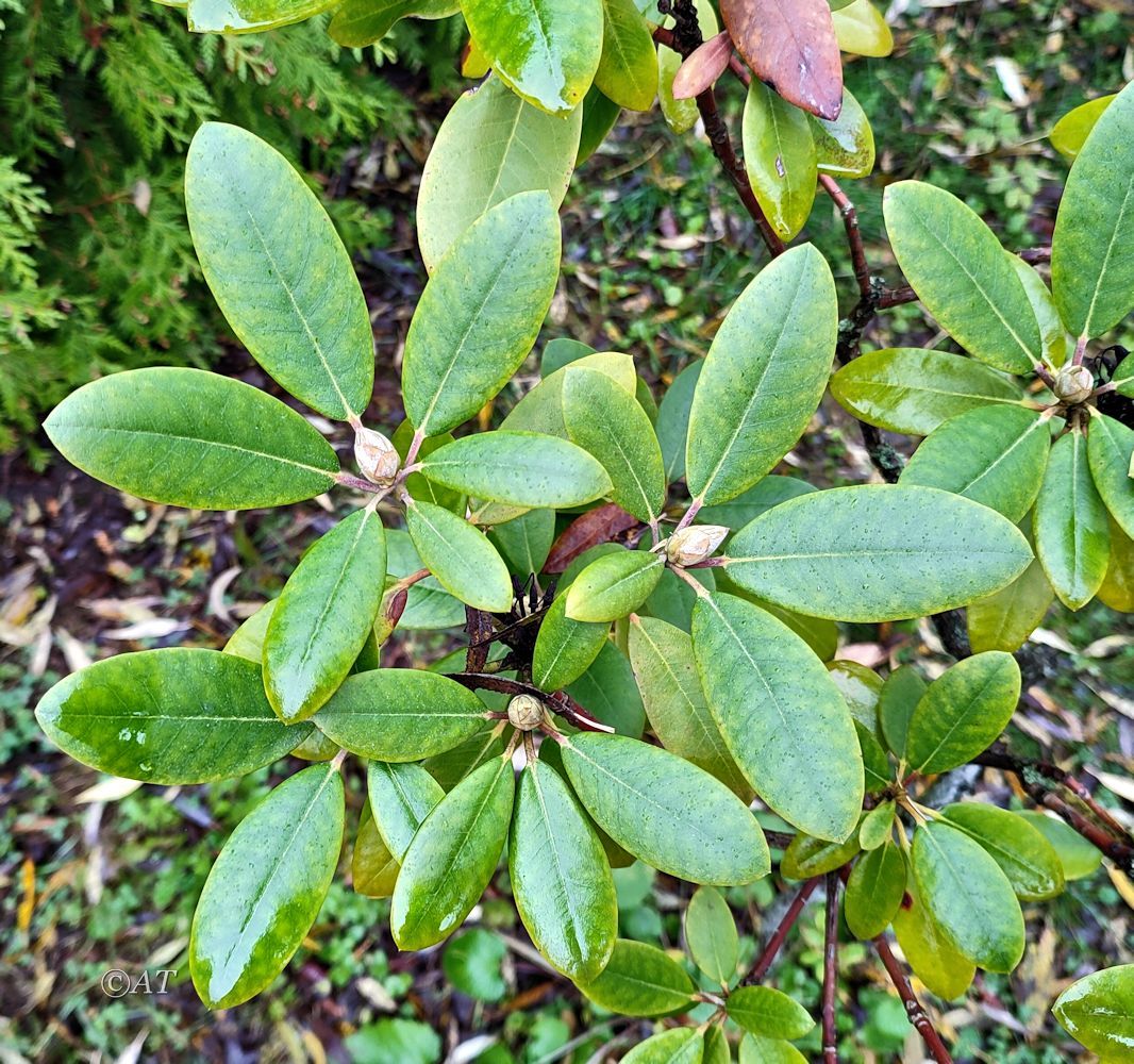 Изображение особи род Rhododendron.