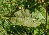 Rumex aquaticus