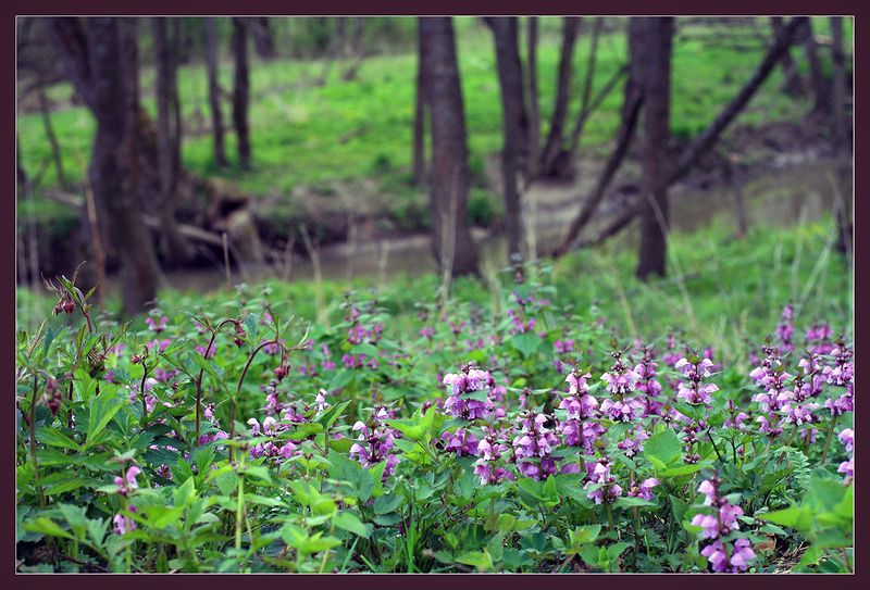 Image of Lamium maculatum specimen.