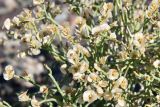 Anabasis aphylla
