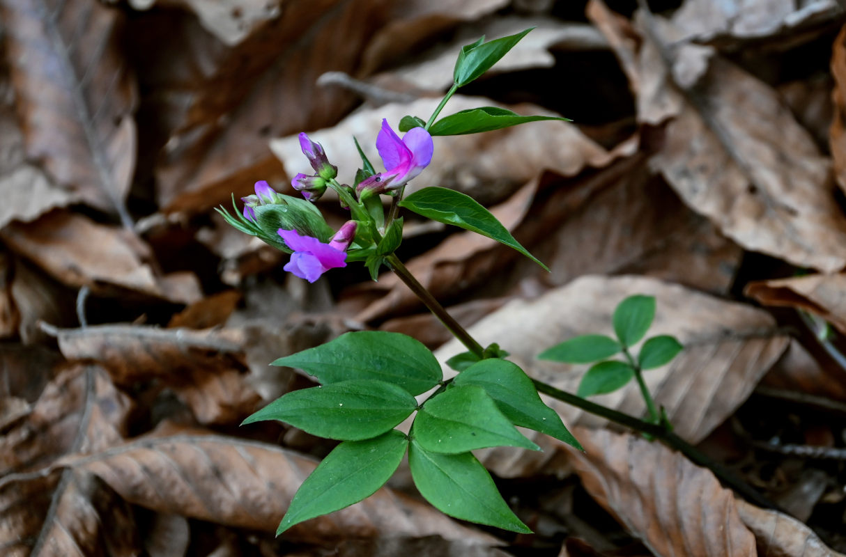 Изображение особи Lathyrus vernus.