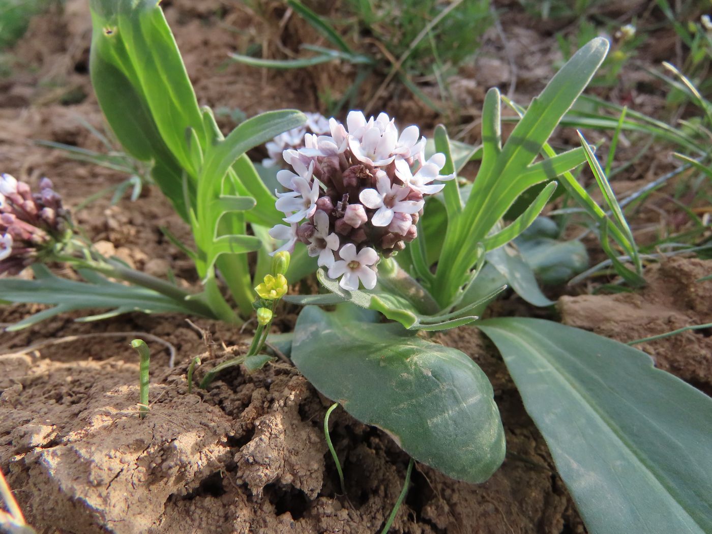 Изображение особи Valeriana chionophila.