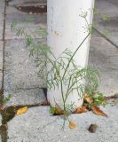 Anethum graveolens