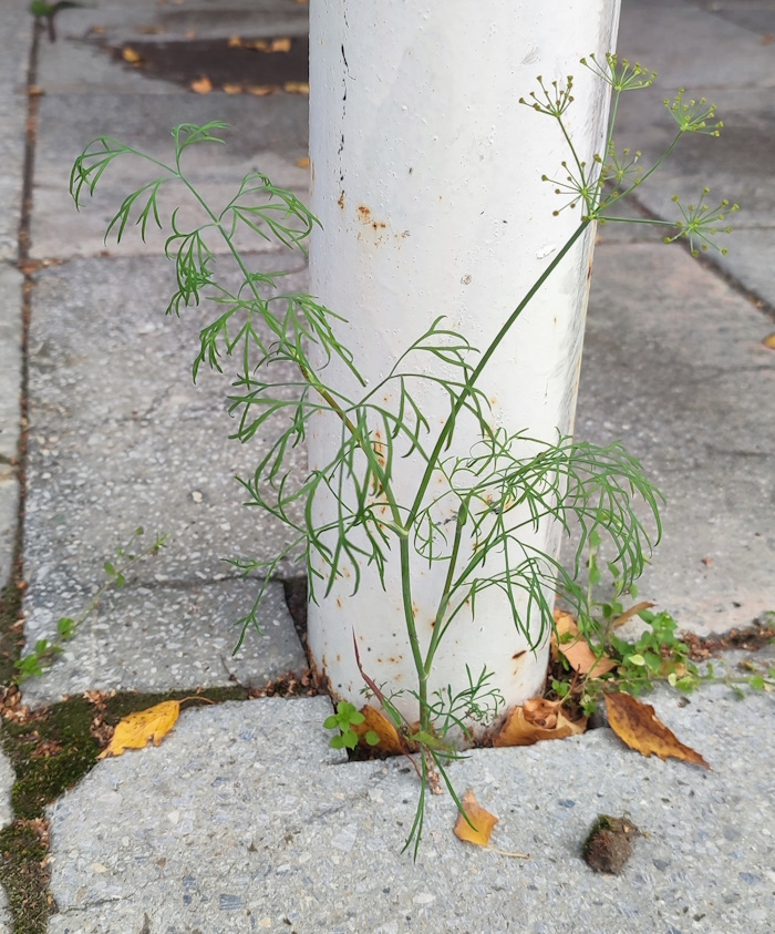 Изображение особи Anethum graveolens.