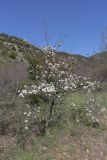 Pyrus elaeagrifolia