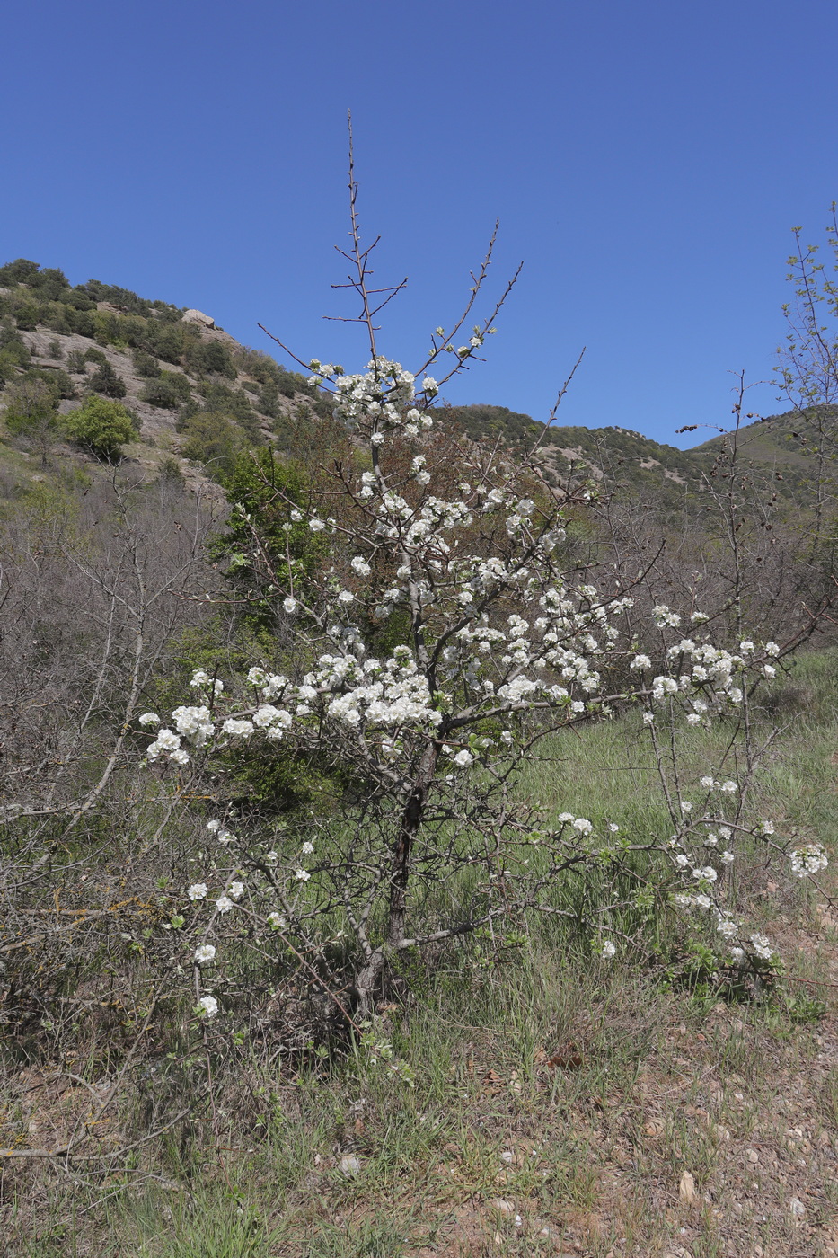 Image of Pyrus elaeagrifolia specimen.